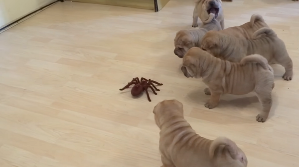 Сражение щенков шарпея с игрушечным пауком умилило Сеть – видео - Sputnik Грузия