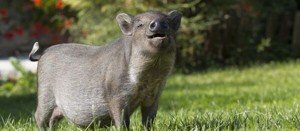 ღორი მინდორში ღორი მინდორში - Sputnik საქართველო