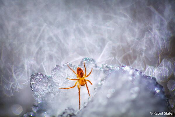 ფოტო Spider On Ice, ავტორი Raoul Slater, რომელმაც მეორე ადგილი დაიკავა კატეგორიაში Animal Habitat - Sputnik საქართველო