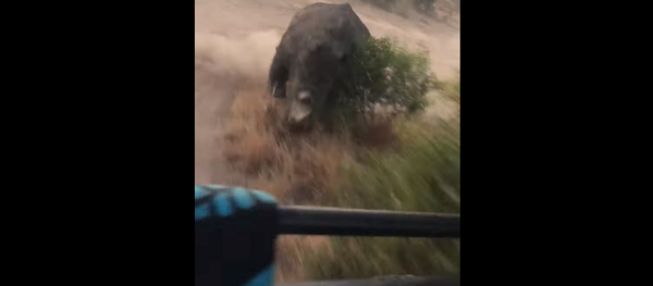 Посетители сафари-парка сняли на видео опасное столкновение с носорогом - Sputnik Грузия