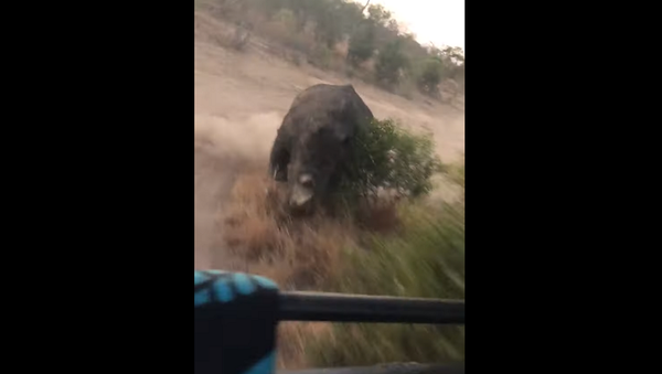 Посетители сафари-парка сняли на видео опасное столкновение с носорогом - Sputnik Грузия