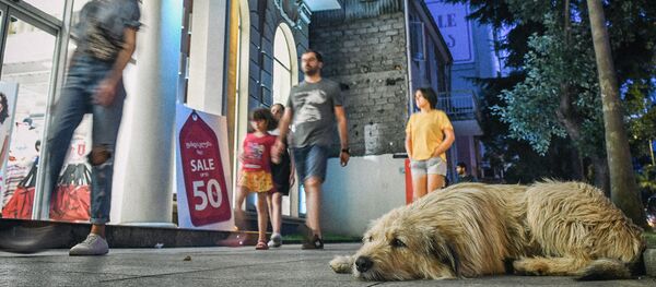 Неповторимая Аджария - виды. Собака и прохожие на одной из улиц в центре Батуми - Sputnik Грузия