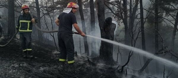 Тушение лесных пожаров в Гори - Sputnik Грузия
