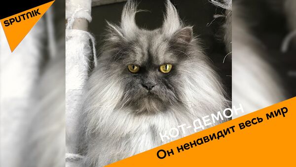 Кот-демон: он ненавидит весь мир - видео - Sputnik Грузия
