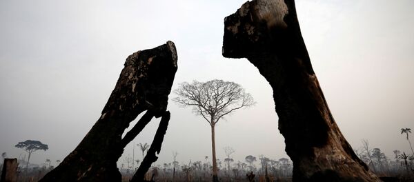 Лесные пожары в джунглях Амазонии - Sputnik Грузия