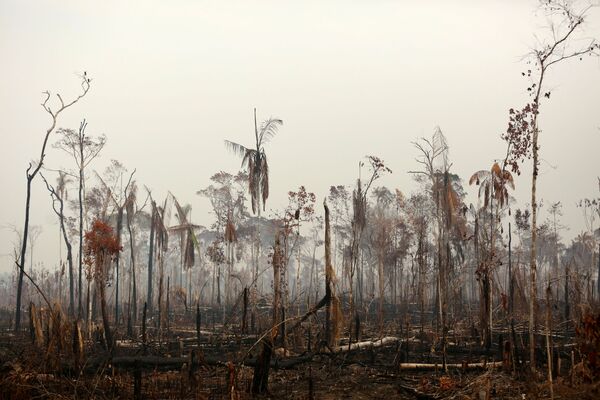 Дождевые леса Амазонии находятся на территории нескольких стран, но наибольшее количество очагов пожаров пришлось на Бразилию - Sputnik Грузия