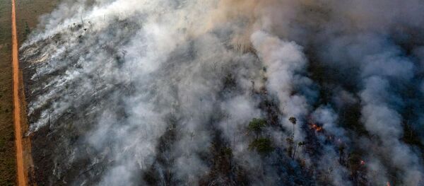 ამაზონის ტყეებიში კვლავ ხანძარია - ჩნდება ახალი კერები ამაზონის ტყეებიში კვლავ ხანძარია - ჩნდება ახალი კერები - Sputnik საქართველო