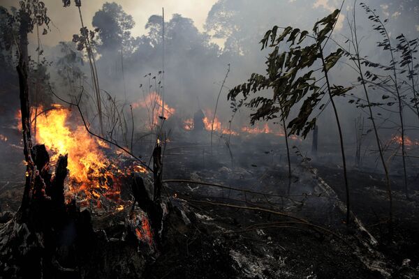 Тем временем Бразилию накрывает дым и пепел от горящих лесов - Sputnik Грузия