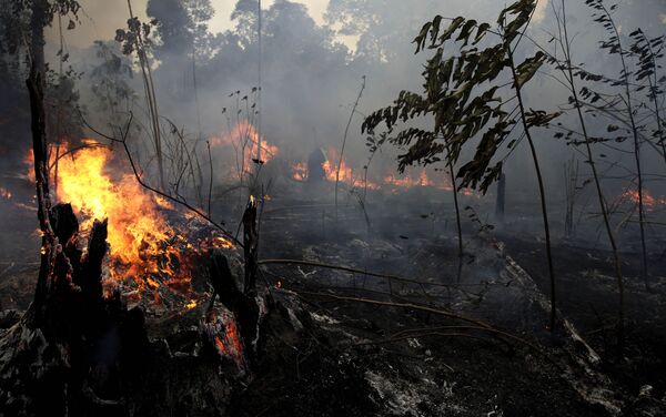 Лесные пожары в джунглях Амазонии - Sputnik Грузия