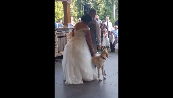 Ревнивая собака не дала хозяйке уединиться с мужем на свадебном танце – забавное видео - Sputnik Грузия
