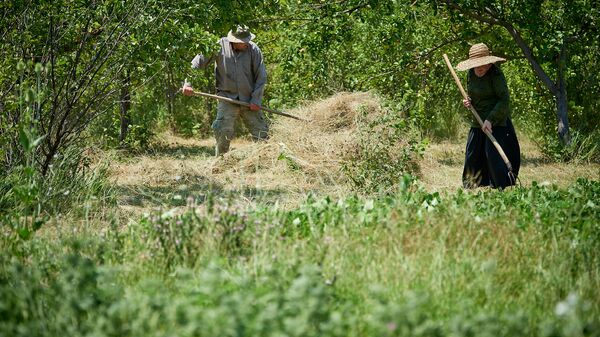 Фермеры работают на своем участке в регионе Шида Картли - село Бершуети - Sputnik Грузия
