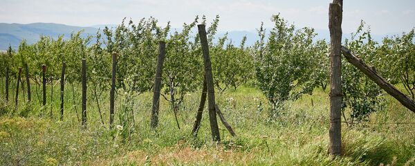 ხილის ბაღები - Sputnik საქართველო