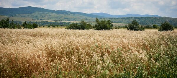 შიდა ქართლის მხარის გორის მუნიციპალიტეტში შიდა ქართლის მხარის გორის მუნიციპალიტეტში - Sputnik საქართველო