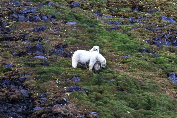 თეთრი დედა დათვი ბელთან ერთად კუნძულ გუკერაზე (ფრანც იოსების მიწა) - Sputnik საქართველო