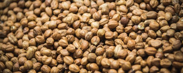 თხილი - Sputnik საქართველო