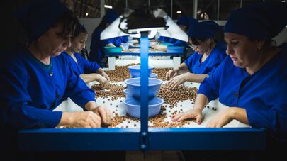 Производство фундука в Грузии