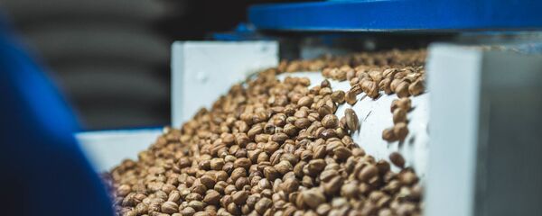 თხილის წარმოება თხილის წარმოება - Sputnik საქართველო