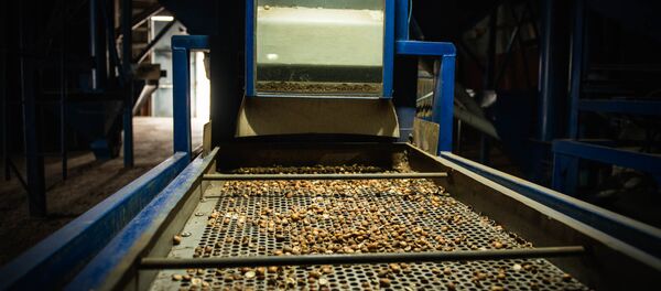 თხილი თხილი - Sputnik საქართველო