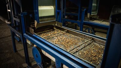 Производство фундука в Грузии