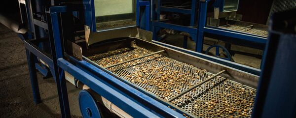 Производство фундука в Грузии - Sputnik Грузия