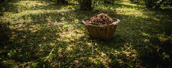 თხილი - Sputnik საქართველო