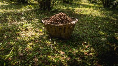 Производство фундука в Грузии
