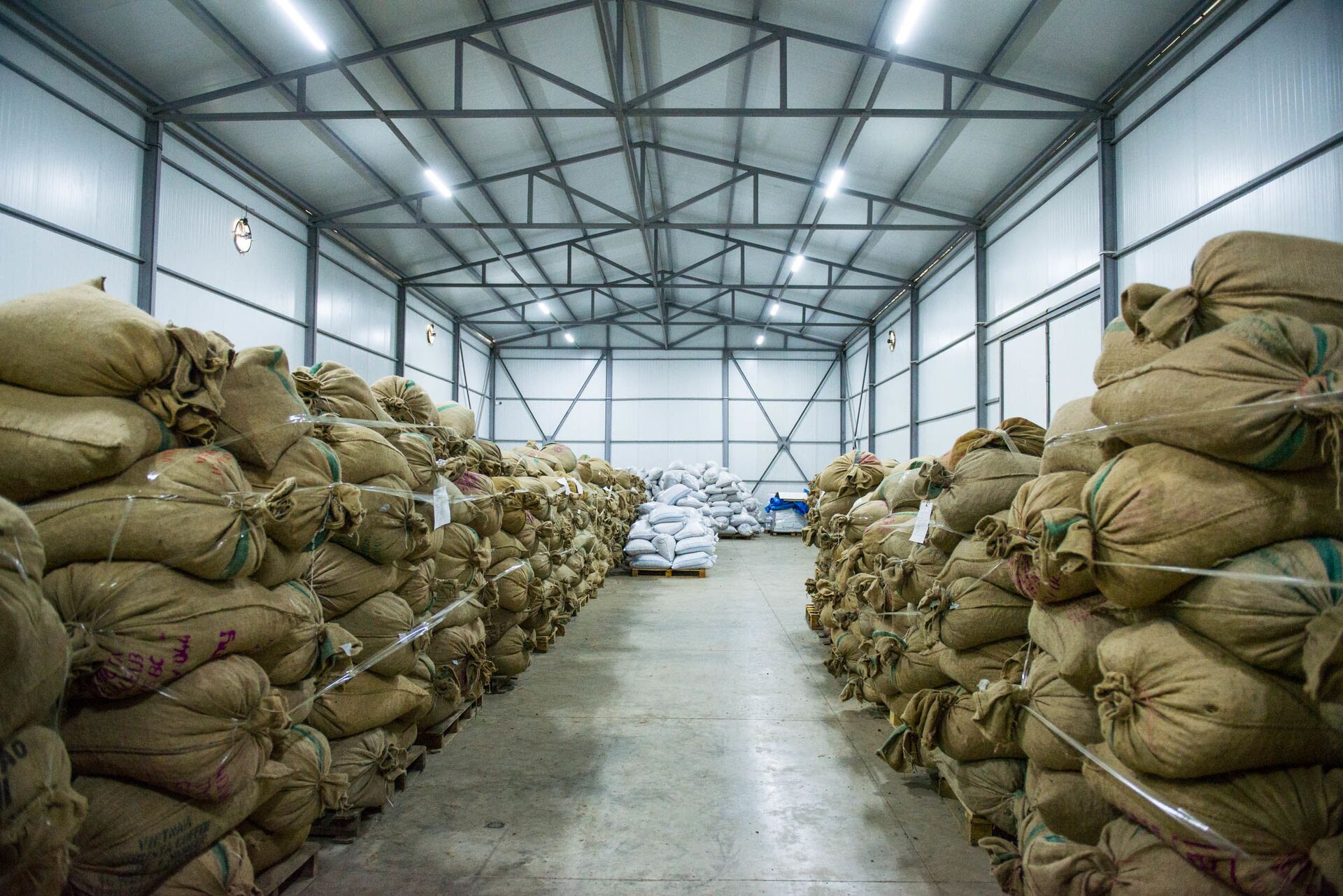 Производство фундука в Грузии - Sputnik Грузия, 1920, 01.10.2025