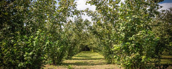 Производство фундука в Грузии - Sputnik Грузия