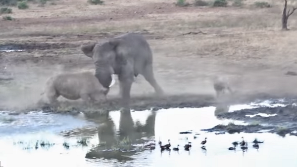 Нападение разъяренного слона на носорога с детенышем сняли на видео - Sputnik Грузия