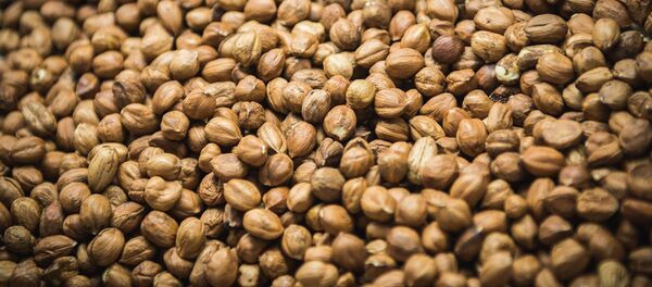 “ოქროს მოსავალი“ - საქართველოში თხილის ტრიუმფალური კრეფა დაიწყო “ოქროს მოსავალი“ - საქართველოში თხილის ტრიუმფალური კრეფა დაიწყო - Sputnik საქართველო