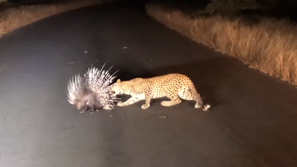 Нападение голодного леопарда на дикобраза сняли на видео - Sputnik Грузия