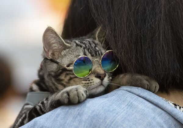Кот в очках на Pet Expo Championship в Бангкоке  - Sputnik Грузия