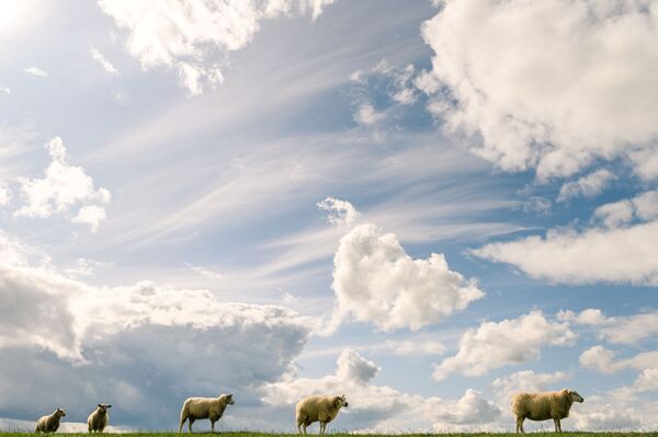 Стадо овец под облаками в Германии - Sputnik Грузия