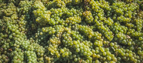 როგორ იბადება ღვინო: ფოტოქრონიკა კახური რთვლიდან  როგორ იბადება ღვინო: ფოტოქრონიკა კახური რთვლიდან  - Sputnik საქართველო