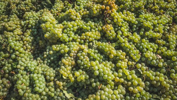 Сбор урожая винограда - Ртвели в регионе Кахети - Sputnik Грузия