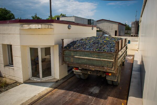 Искать покупателей винограда фермерам помогает координационный штаб Ртвели-2019, функционирующий в городе Телави. После того, как виноград собран, он отправляется на винное предприятие в кузове большого грузовика - Sputnik Грузия