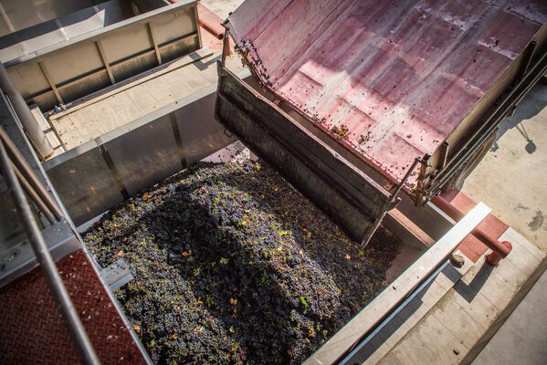 Объем суточной переработки винограда колеблется от 10 до 12 тысяч тонн. Это, несомненно, указывает на высокую активность сбора урожая - Sputnik Грузия