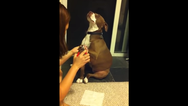 Драматичная реакция собаки на стрижку когтей рассмешила Сеть – видео - Sputnik Грузия