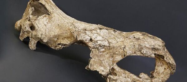 Останки носорога в Дманиси - Sputnik Грузия