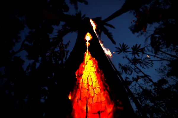 ცეცხლმოკიდებული ხე ამაზონის ტყეში, ბრაზილია - Sputnik საქართველო