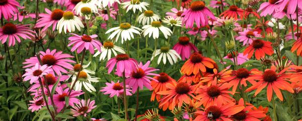 ექინაცეა ექინაცეა - Sputnik საქართველო