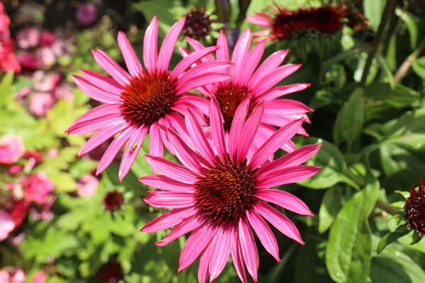 ექინაცეა, ანუ „ოქროს ყვავილი – ნომერი პირველი იმუნიტეტის ასამაღლებლად - Sputnik საქართველო