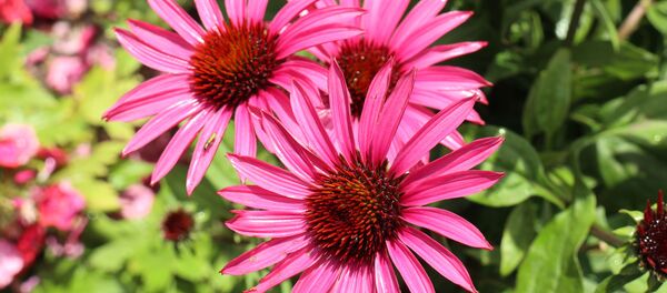 ექინაცეა ექინაცეა - Sputnik საქართველო