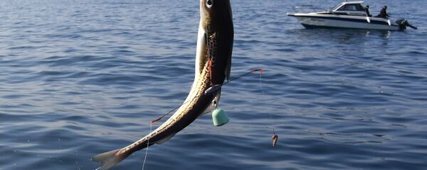 Любительский лов камбалы и минтая в Уссурийском заливе  - Sputnik Грузия