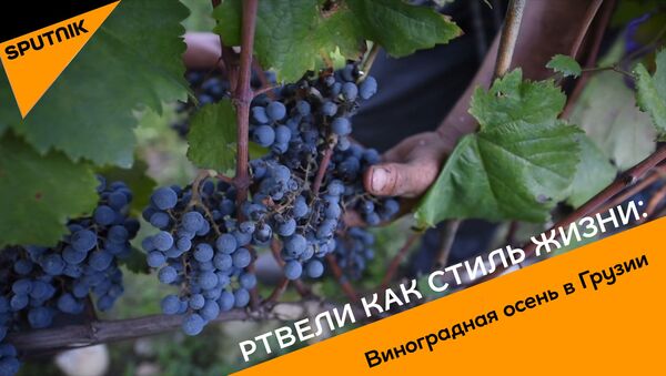 Ртвели как стиль жизни: виноградная осень в Грузии - видео - Sputnik Грузия
