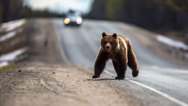 Бурый медведь после зимней спячки, фото из архива - Sputnik Грузия