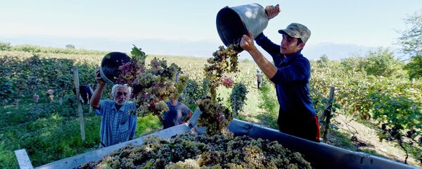 რთველი  - Sputnik საქართველო