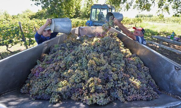 Объем ежедневной переработки винограда в регионе Кахети уже достиг рекордного показателя - девяти тысяч тонн - Sputnik Грузия
