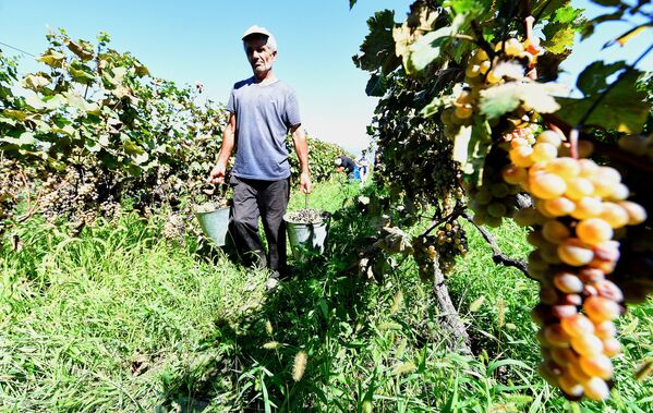 В это время года в винный регион стекаются жители с других уголков Грузии и помогают фермерам собирать урожай - Sputnik Грузия