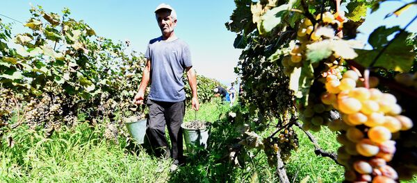 Ртвели в Кахети - сбор урожая винограда в Восточной Грузии Ртвели в Кахети - сбор урожая винограда в Восточной Грузии - Sputnik Грузия